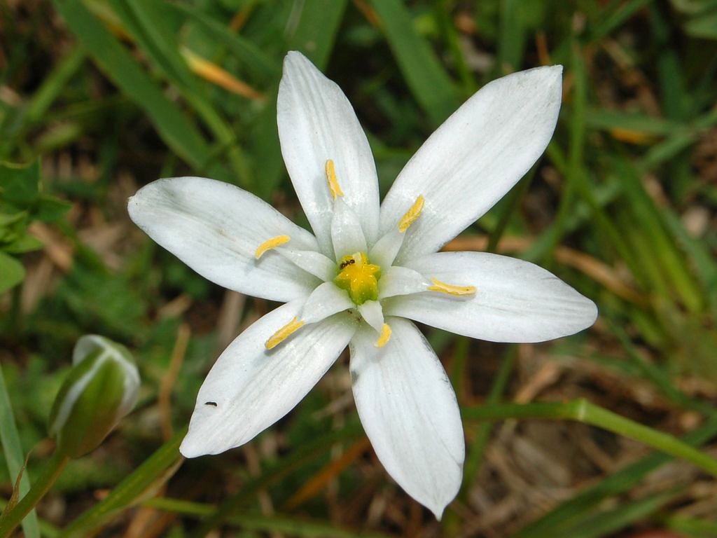 Ornithogalum umbellatum / Latte di Gallina